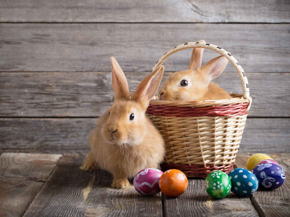 ostern, schmuck, geschenk, kaufen, frau, Schmuckgeschenke zu Ostern